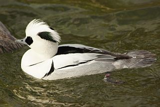 Mergellus albellus - Zwergsäger